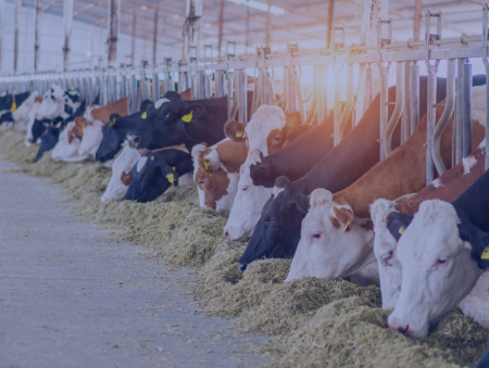 Abate e Processamento de Carnes e Derivados