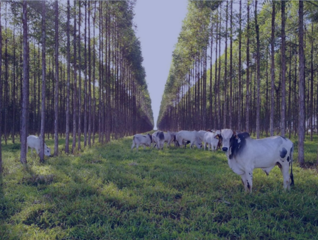 Pecuária Silvicultura