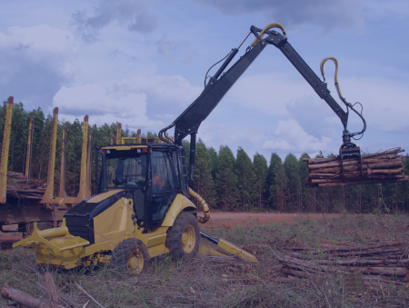 Exploração Florestal 